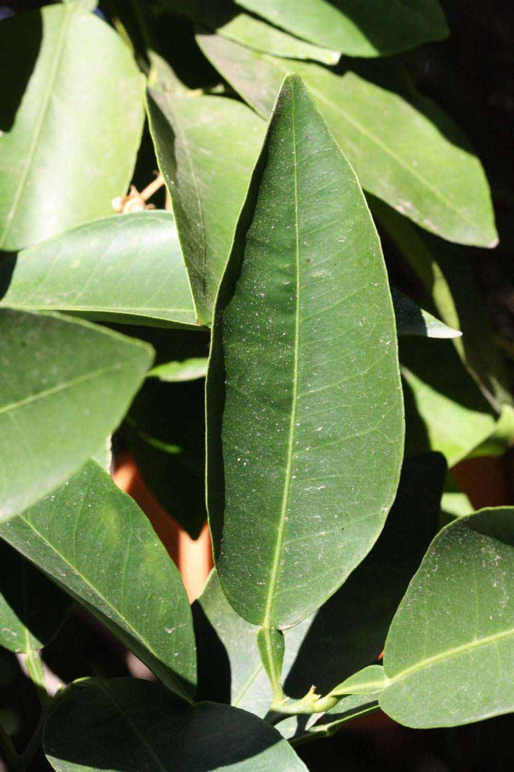              Unifoliolate leaf (Riverside, CA)       